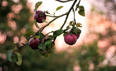 Apple tree branch blur