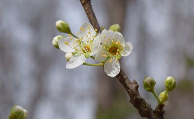 White blossoms, bud, flowers