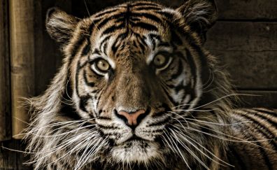Tiger muzzle, big cat, wild
