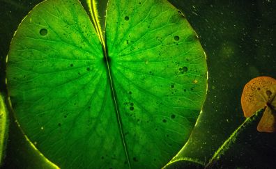 Big lotus leaf, lake