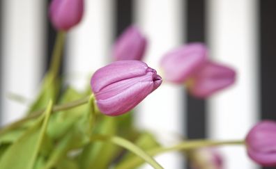 Bud, tulip flower, pink, blur