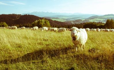 Sheep in grass field