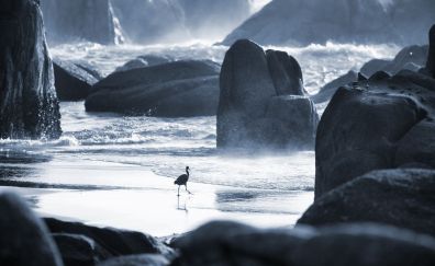 Bird at beach monochrome