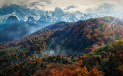 Forest, mist, fog, mountains, nature, tree, aerial view