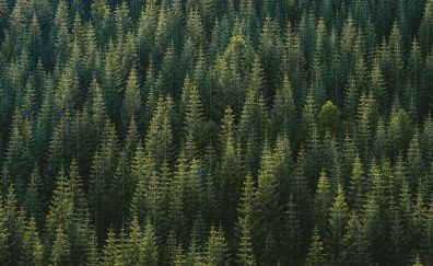 Green trees, forest, aerial view, nature, 5k