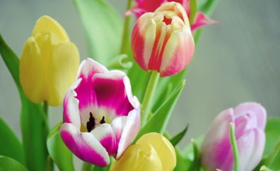 Tulip flowers, colorful, fresh