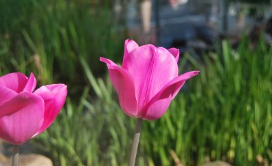 Tulips, pink flowers, blur