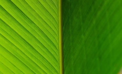 Green leaf, veins, close up