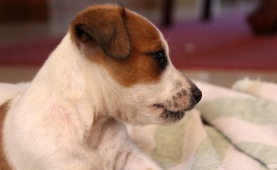 Jack russell terrier, dog, puppy, animal
