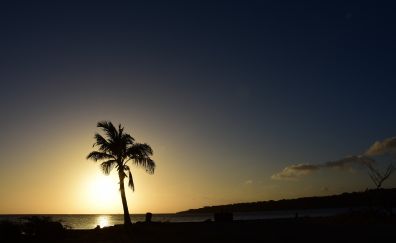 Palm tree, sunset, beach, skyline