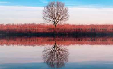 Reflections, tree, lake