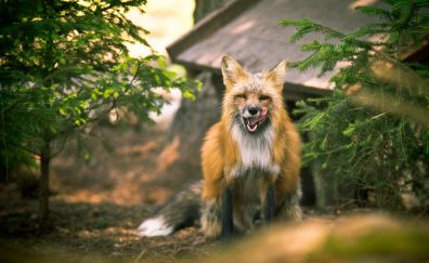 Wild animal, fox, predator