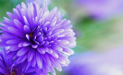 Purple flower, bloom, close up