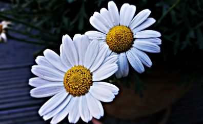 Daisies, white flowers, petals, close up