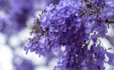 Blossom, purple white flowers, spring, 5k