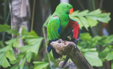 Green, beautiful, parrot, bird
