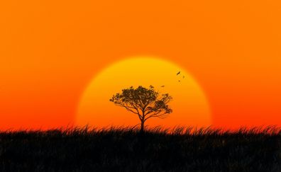 Sunset, sun, tree, silhouette