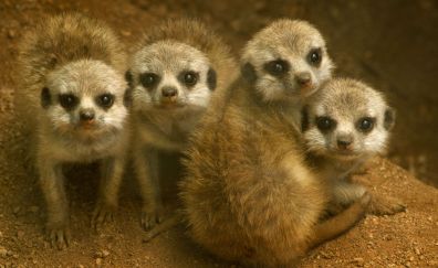 Meerkats, animal, baby animals, 4k