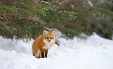 Red fox sitting, winter, snow