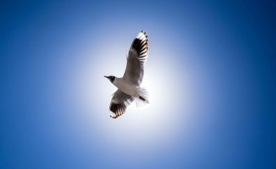 Wings, bird, fly, seagull, blue sky