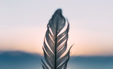Sunset, feather, close up