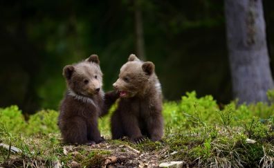 Baby bears, wildlife, predator