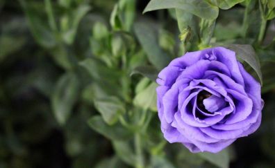 Purple rose flower, blur