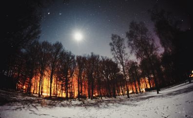 Night, winter, tree, moon 