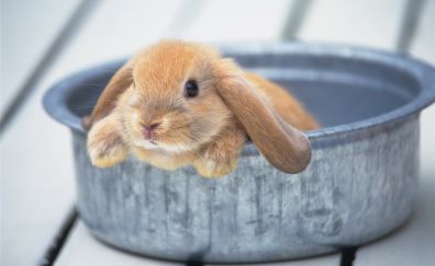 Cute Rabbit in tub, animal
