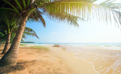 Tropical beach, sea, summer, holiday, palm tree