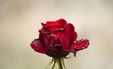 Rose, red bud, water drops, 4k