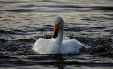 Swan, bird, white, swimming, 4k, water