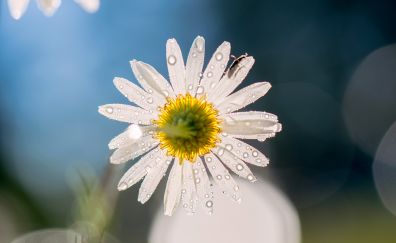 Dew drops, white daisy, flower, bokeh