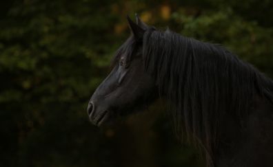 Black horse, muzzle, animal, 5k