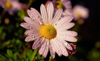 Flower, pink daisy, water drops, closeup, 4k