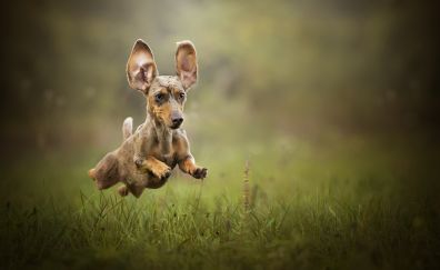 Cute, animal, hybrid, dog, jump