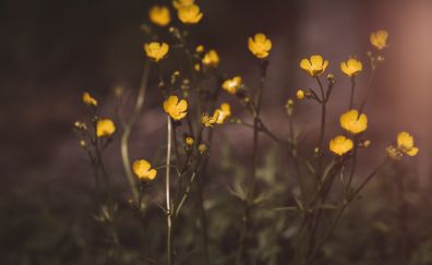 Buttercup, yellow flowers, blur, plants