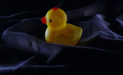 Yellow, rubber duck, toy