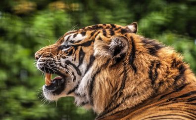 Tiger, predator, angry animal, muzzle