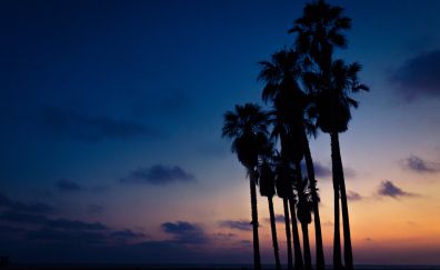 Palm trees, sunset, night, sky
