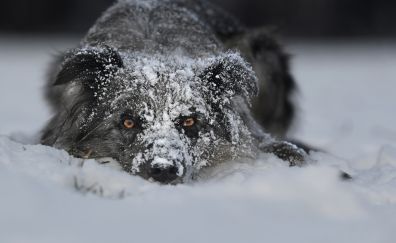 Snow on body, dog, relaxed, animal