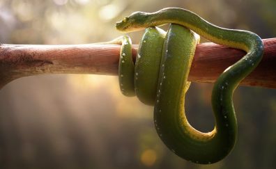 Green pit viper, snake, venomous, animal