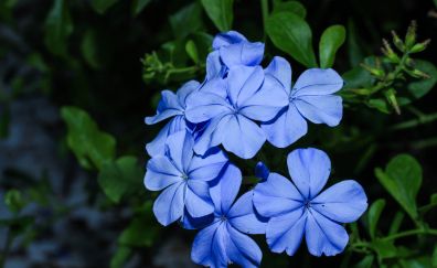 Blue flower, leaves, garden, 5k