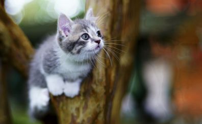 Cute kitten, animal, blur, portrait