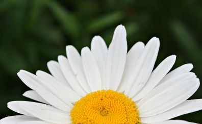Close up, white flower, daisy, blossom, petals