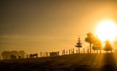 Sunrise, cattle grazing, landscape, sunlight, sky, 4k
