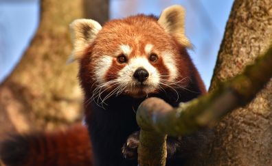 Red panda, muzzle, animal, cute, 5k