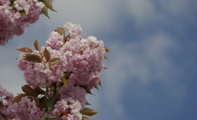 Cherry blossom, pink flowers, tree branch, sky