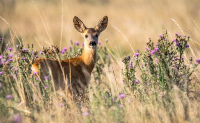 Roe deer, animal, plants, meadow