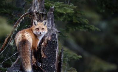 Red fox of forest, wild animals